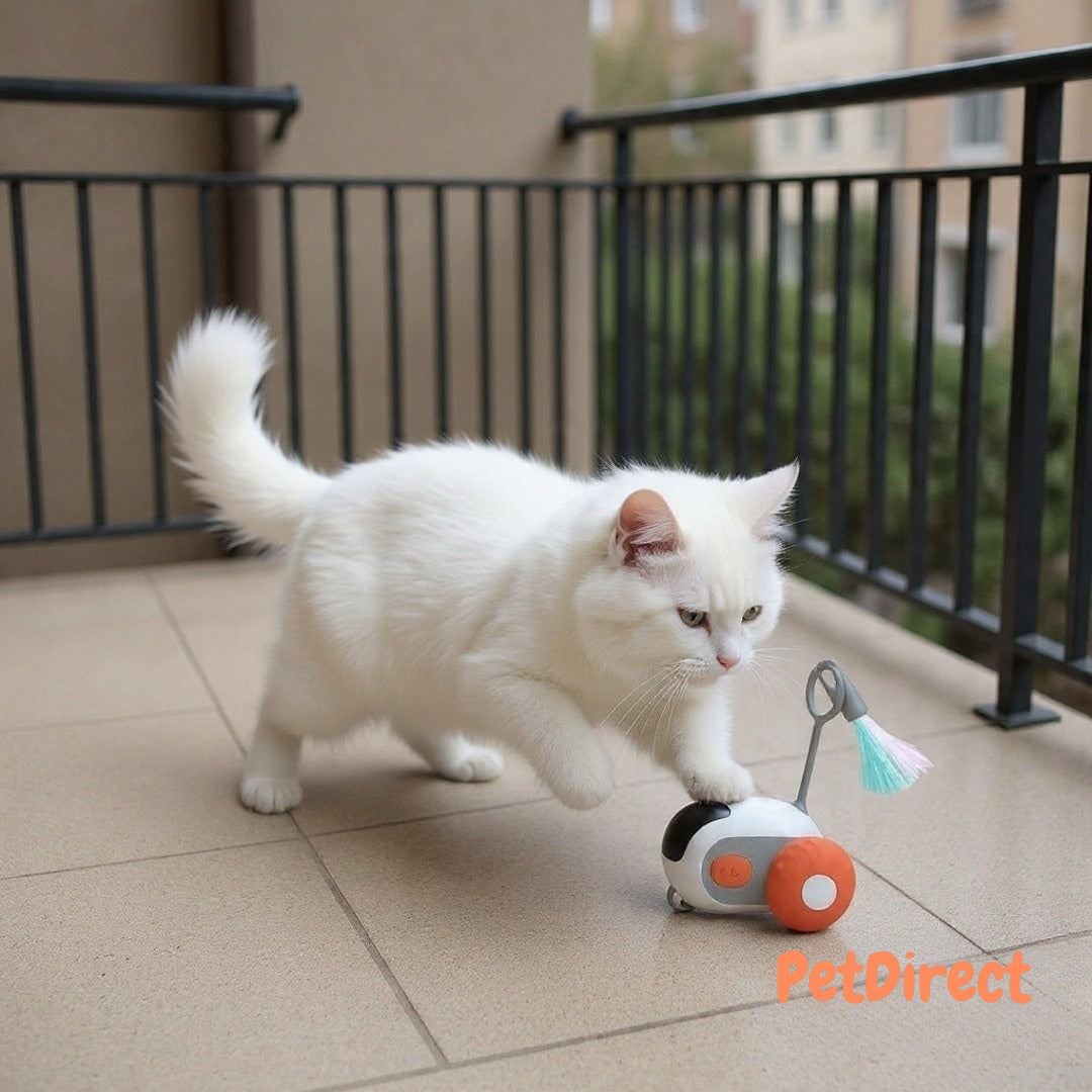 Veicolo Smart Interattivo con Controllo Remoto per Gatti | Macchinina Ricaricabile USB per l'Esercizio e il Gioco Automatico del Gatto